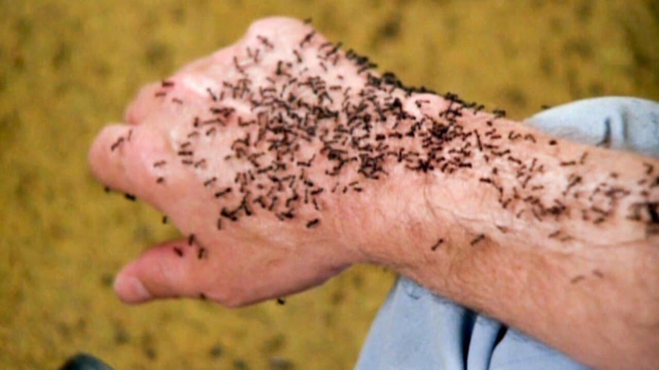 Hormigas