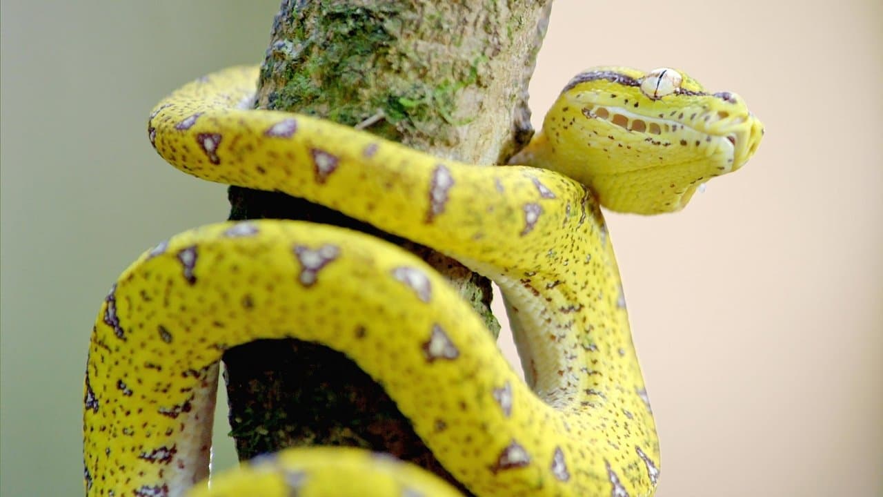 Secretos de Australia Salvaje