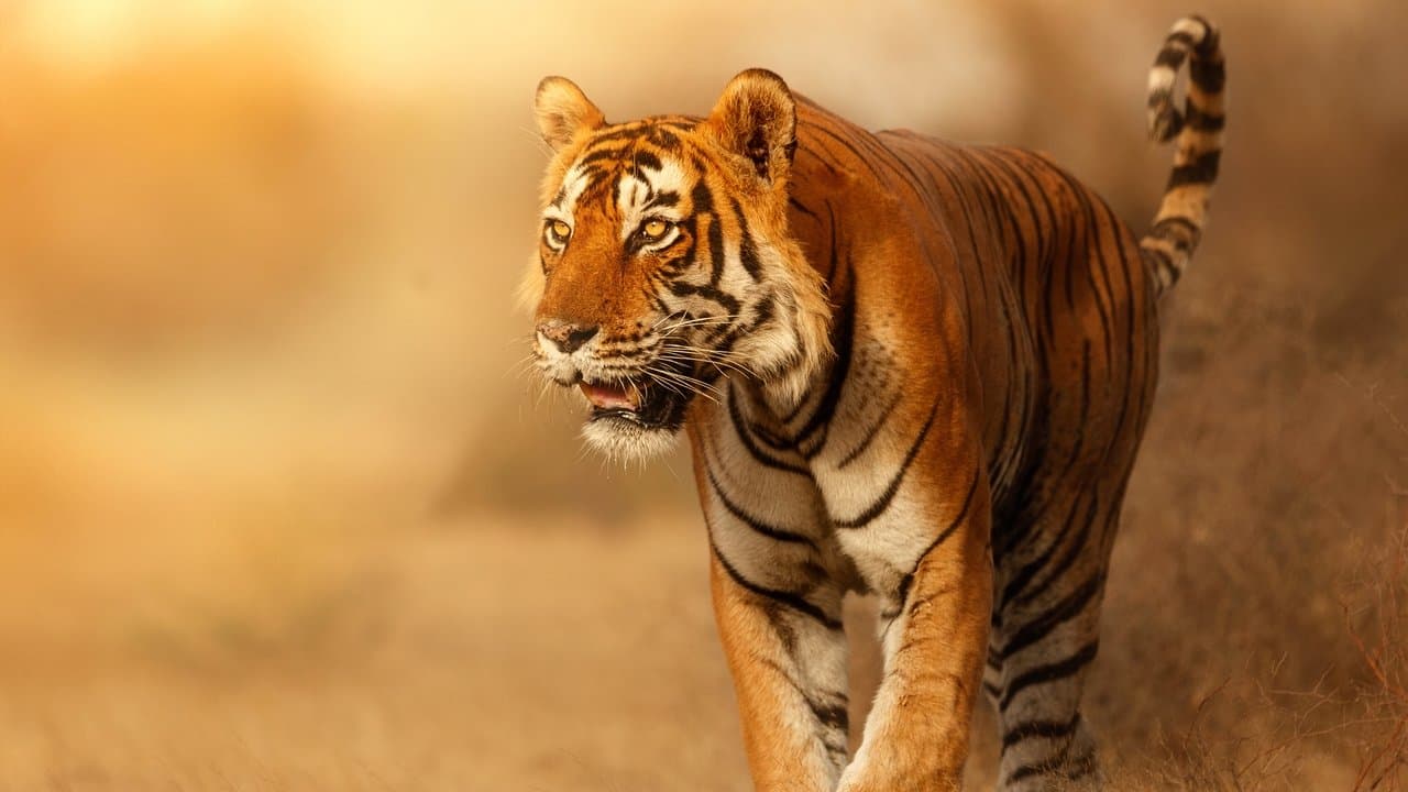 Felinos Salvajes de India