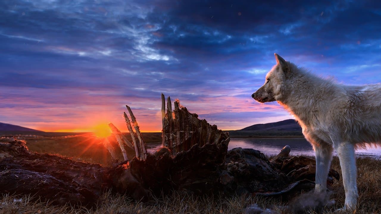 El Reino de el Lobo Blanco