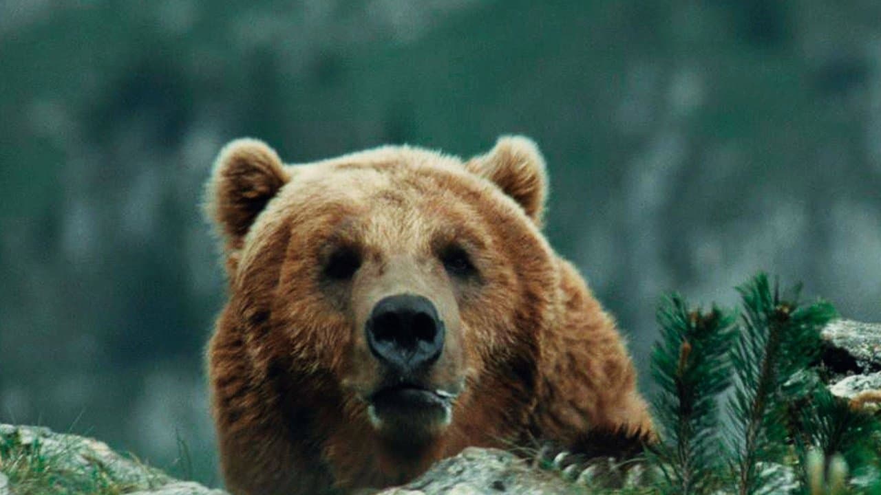 El oso