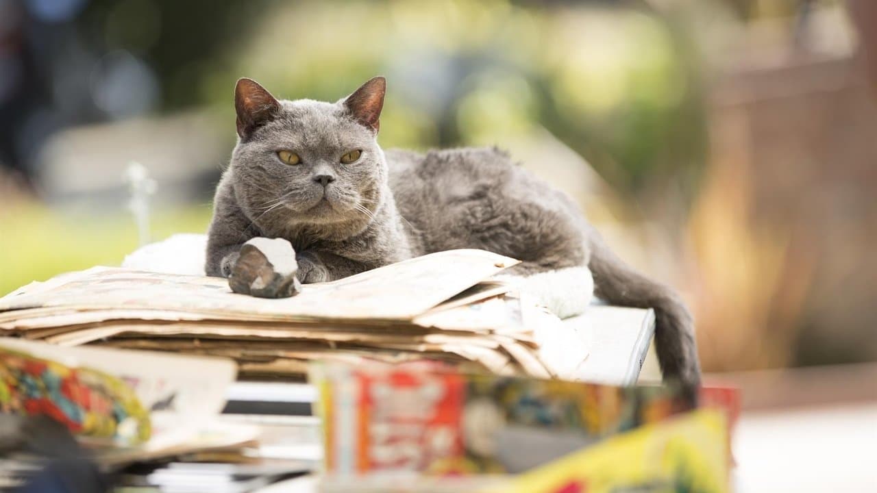 El asesinato de un gato