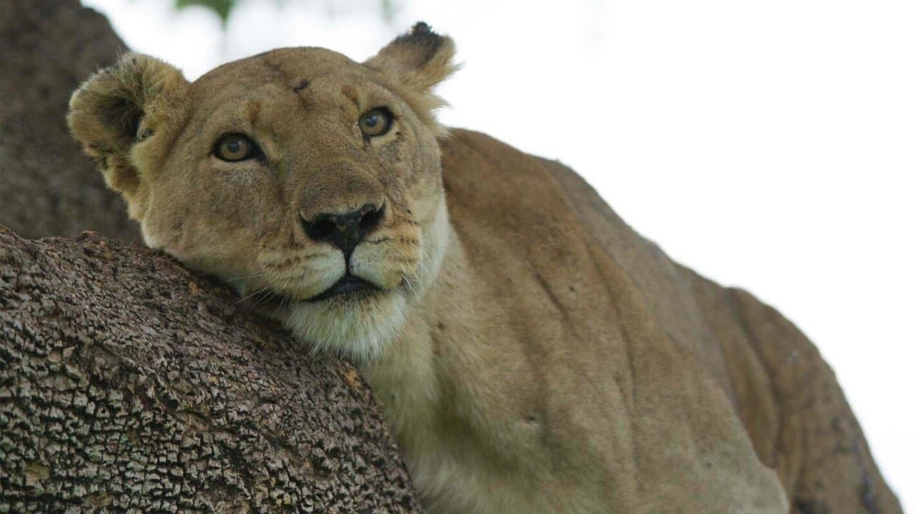 León