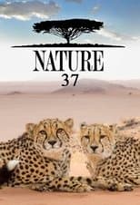Temporada 37