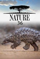 Temporada 36