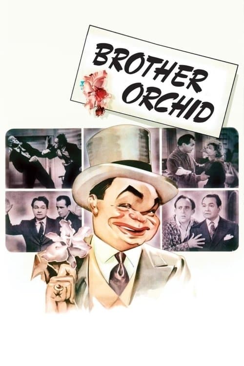 El hermano orquídea
