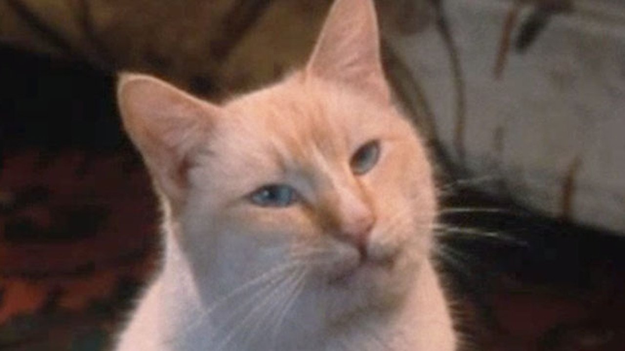 El gato mas rico del mundo