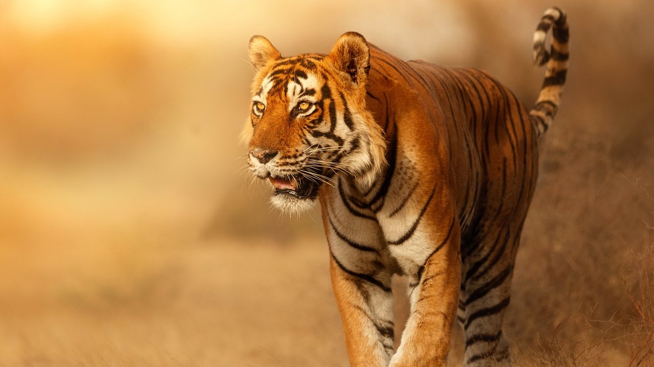 Felinos Salvajes de India