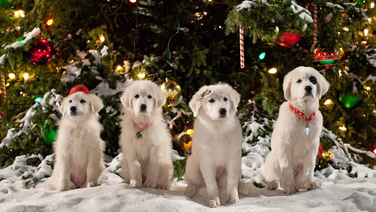 Santa Can 2: Los cachorros de Santa Can
