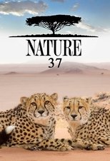 Temporada 37