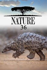 Temporada 36