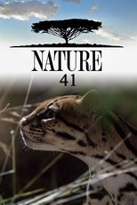 Temporada 41