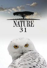 Temporada 31
