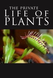 La vida privada de las plantas